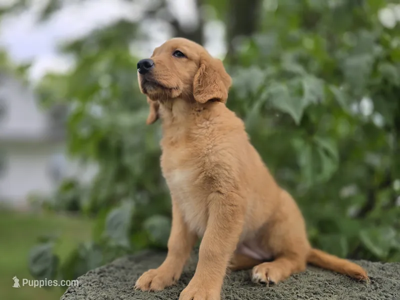Helga – Golden Retriever puppy for sale in Fort Wayne, IN