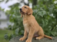 Helga, a female Golden Retriever for sale in Fort Wayne, IN – 1 of 3