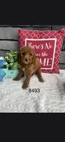 Chloe, a female Miniature Goldendoodle for sale in Fort Wayne, IN – 1 of 1
