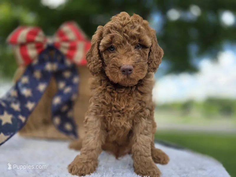 Ziggy – Miniature Goldendoodle puppy for sale in Fort Wayne, IN