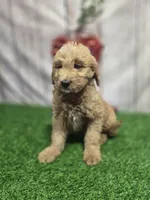 Tank, a male Miniature Goldendoodle for sale in Fort Wayne, IN – 1 of 3