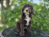 Joey #0428, a male Miniature Bernedoodle for sale in Fort Wayne, IN – 2 of 2