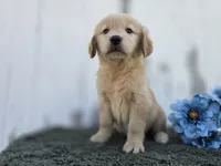 Paris, a female Golden Retriever for sale in Fort Wayne, IN – 2 of 3