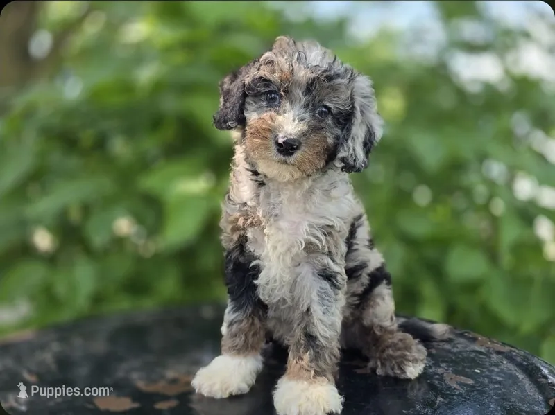 Toby #0430 – Miniature Bernedoodle puppy for sale in Fort Wayne, IN