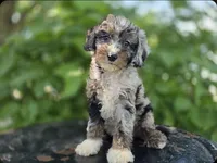 Toby #0430, a male Miniature Bernedoodle for sale in Fort Wayne, IN – 1 of 3
