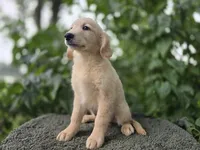 Harald, a male Golden Retriever for sale in Fort Wayne, IN – 3 of 3