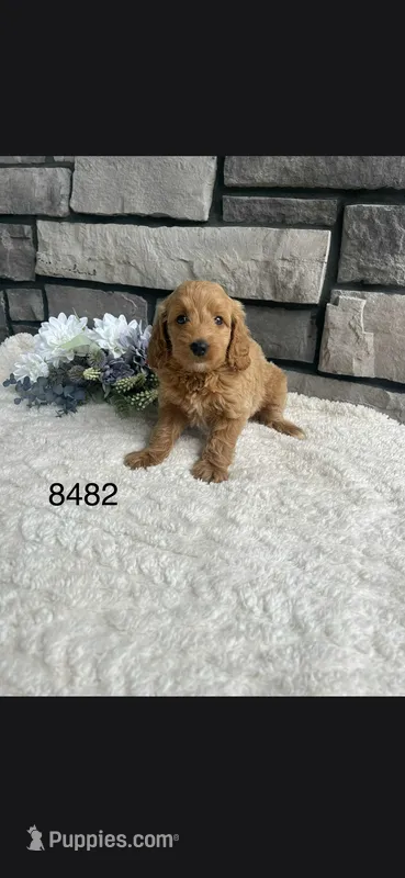 Sadie – Miniature Goldendoodle puppy for sale in Fort Wayne, IN