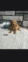 Sadie, a female Miniature Goldendoodle for sale in Fort Wayne, IN – 1 of 1