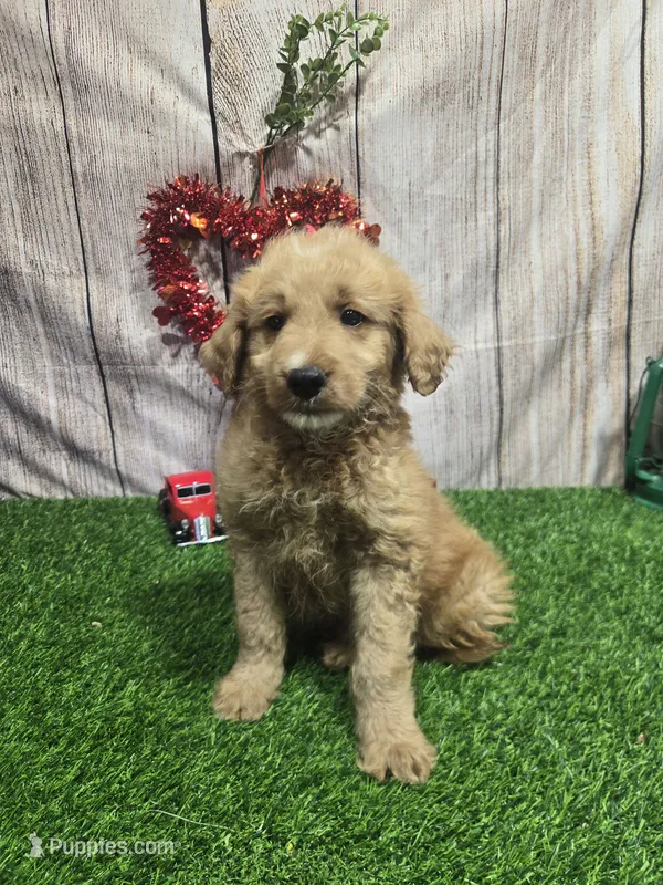 Tom #9987 – Miniature Goldendoodle puppy for sale in Fort Wayne, IN
