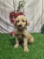 Tom #9987, a male Miniature Goldendoodle for sale in Fort Wayne, IN – 1 of 2