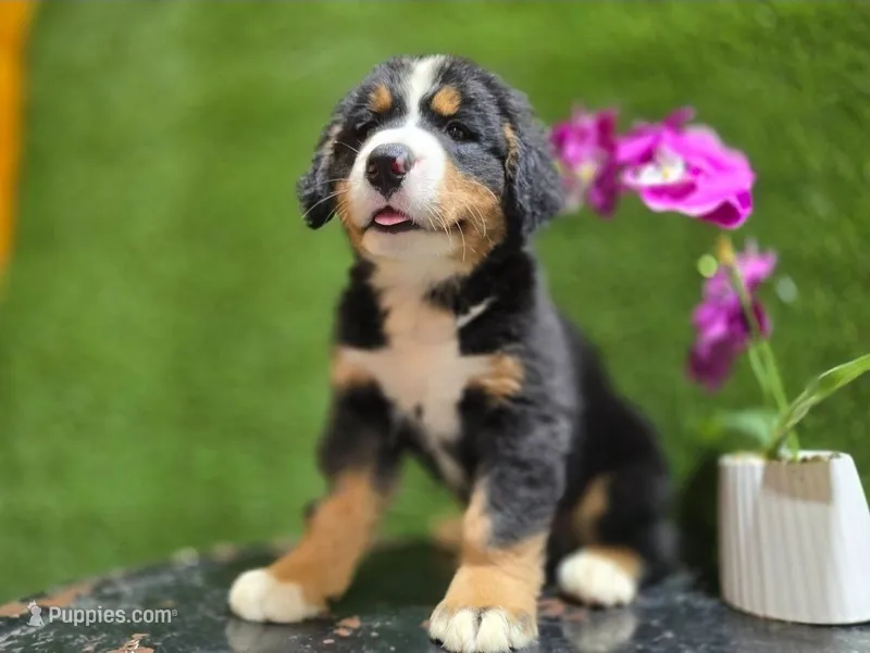 Buster #2677 – Bernese Mountain Dog puppy for sale in Fort Wayne, IN