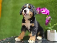 Buster #2677, a male Bernese Mountain Dog for sale in Fort Wayne, IN – 1 of 3