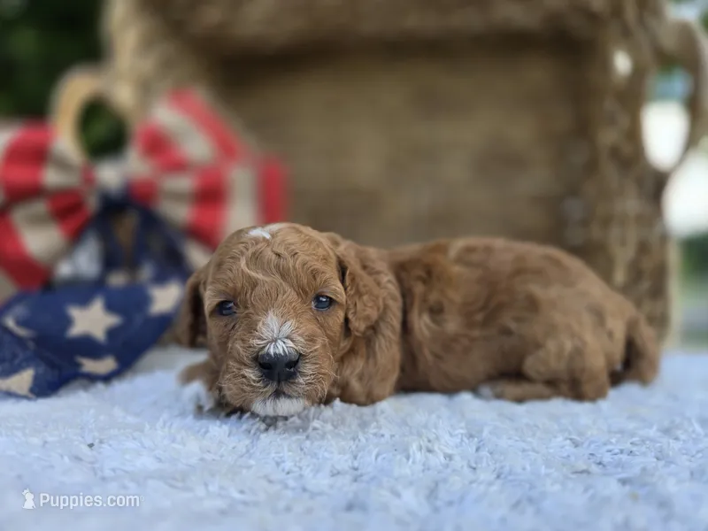 Murphy – Miniature Goldendoodle puppy for sale in Fort Wayne, IN