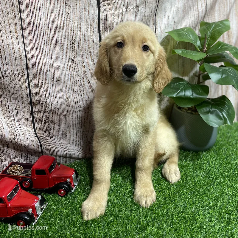 Sabha – Golden Retriever puppy for sale in Fort Wayne, IN