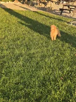 Tank, a male Miniature Goldendoodle for sale in Fort Wayne, IN – 3 of 7