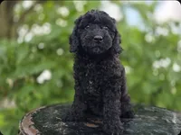 Raven #0427, a female Miniature Bernedoodle for sale in Fort Wayne, IN – 4 of 4