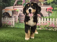 Fannie, a female Bernese Mountain Dog for sale in Fort Wayne, IN – Photo 5 of 6