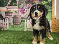 Fannie, a female Bernese Mountain Dog for sale in Fort Wayne, IN – Photo 6 of 6