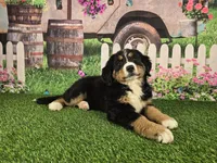 Fannie, a female Bernese Mountain Dog for sale in Fort Wayne, IN – Photo 3 of 6