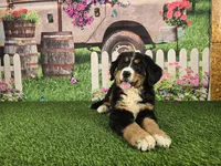 Fannie, a female Bernese Mountain Dog for sale in Fort Wayne, IN – Photo 2 of 6