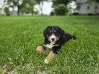 Fannie, a female Bernese Mountain Dog for sale in Fort Wayne, IN – Photo 1 of 6