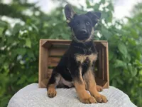Max #3193, a male German Shepherd Dog for sale in Fort Wayne, IN – 2 of 2