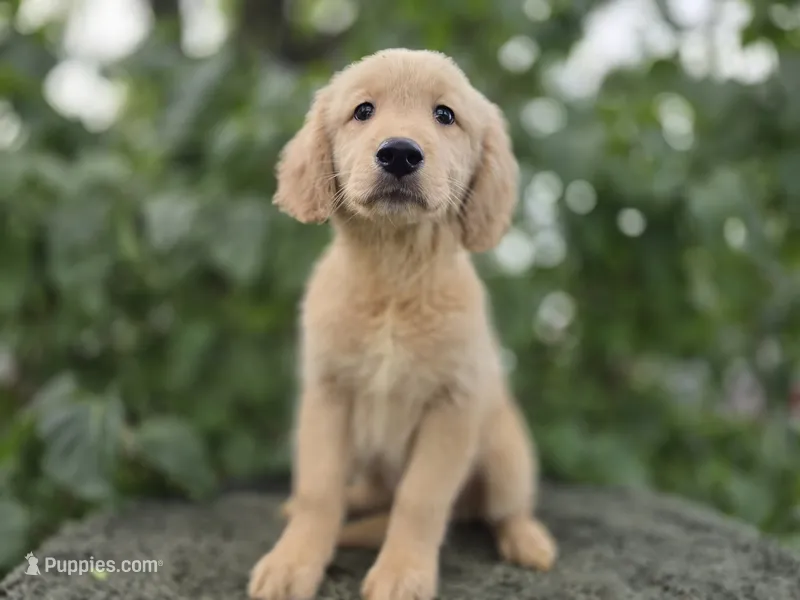 Pratmi – Golden Retriever puppy for sale in Fort Wayne, IN