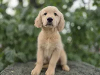 Pratmi, a female Golden Retriever for sale in Fort Wayne, IN – 3 of 3