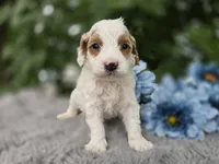 Digger, a male Miniature Goldendoodle for sale in Fort Wayne, IN – 1 of 3