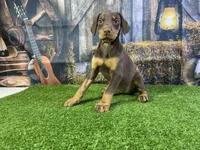 Rita, a female Doberman Pinscher for sale in Fort Wayne, IN – Photo 2 of 6