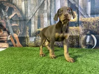 Rita, a female Doberman Pinscher for sale in Fort Wayne, IN – Photo 1 of 6
