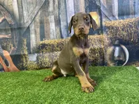 Rita, a female Doberman Pinscher for sale in Fort Wayne, IN – Photo 3 of 6
