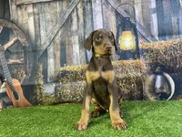 Rita, a female Doberman Pinscher for sale in Fort Wayne, IN – Photo 6 of 6