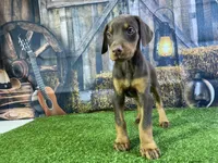 Rita, a female Doberman Pinscher for sale in Fort Wayne, IN – Photo 4 of 6
