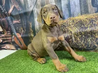 Rosie, a female Doberman Pinscher for sale in Fort Wayne, IN – Photo 1 of 5