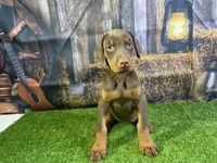 Rosie, a female Doberman Pinscher for sale in Fort Wayne, IN – Photo 2 of 5