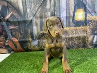 Rosie, a female Doberman Pinscher for sale in Fort Wayne, IN – Photo 4 of 5