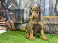 Rosie, a female Doberman Pinscher for sale in Fort Wayne, IN – Photo 5 of 5