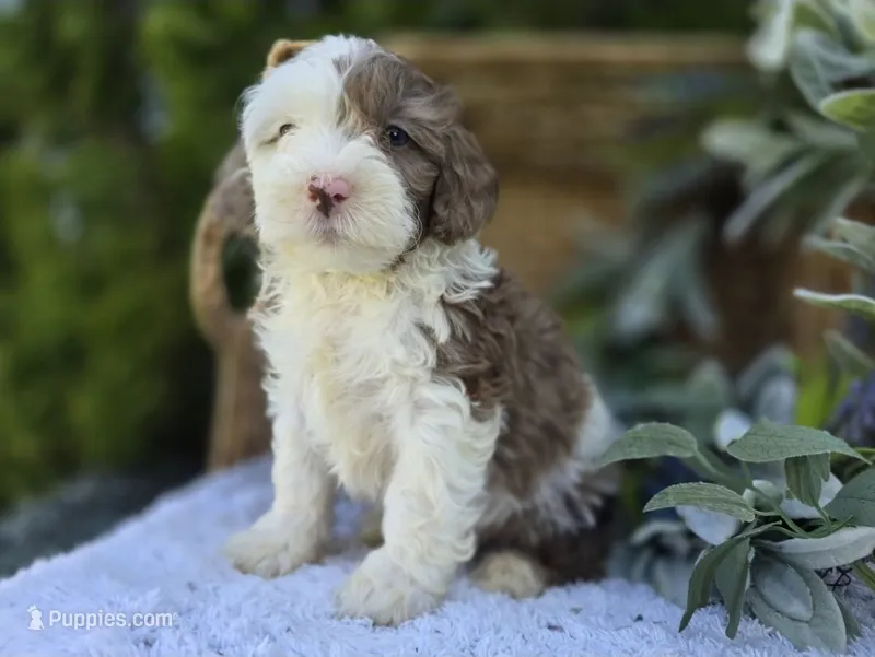 Jared – Miniature Bernedoodle puppy for sale in Fort Wayne, IN