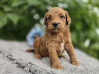 Leo, a male Miniature Goldendoodle for sale in Fort Wayne, IN – 2 of 3