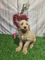 Tim, a male Miniature Goldendoodle for sale in Fort Wayne, IN – 1 of 3