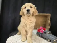 Rebecca, a female Golden Retriever for sale in Fort Wayne, IN – Photo 2 of 3