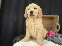 Rebecca, a female Golden Retriever for sale in Fort Wayne, IN – Photo 1 of 3