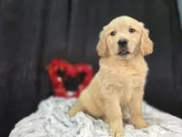 Rebecca, a female Golden Retriever for sale in Fort Wayne, IN – Photo 3 of 3