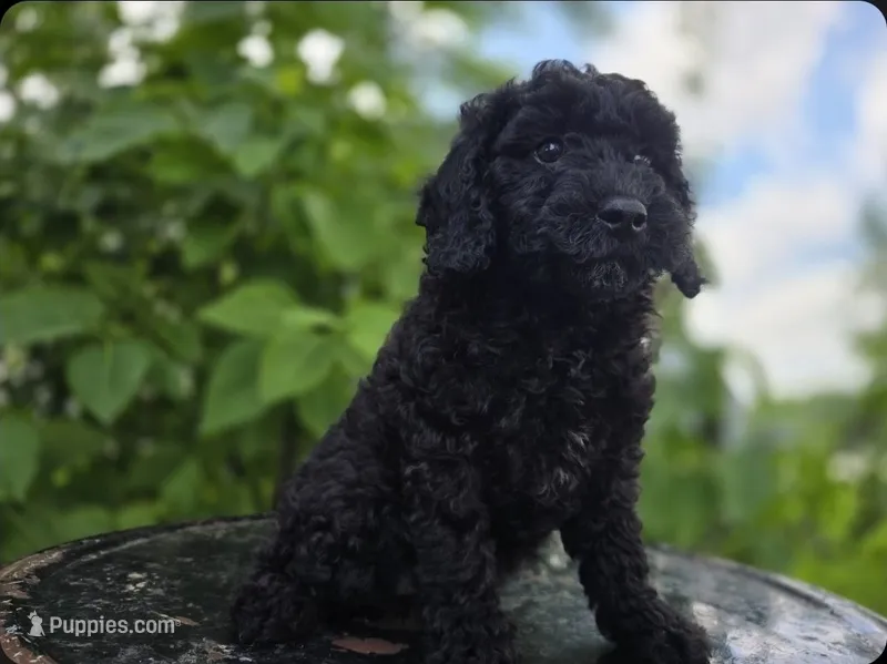 Raven #0427 – Miniature Bernedoodle puppy for sale in Fort Wayne, IN