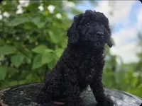 Raven #0427, a female Miniature Bernedoodle for sale in Fort Wayne, IN – 1 of 4