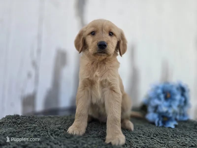 Rolo – Golden Retriever puppy for sale in Fort Wayne, IN