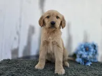 Rolo, a male Golden Retriever for sale in Fort Wayne, IN – 1 of 3