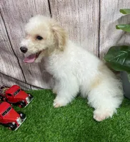 Bingo , a male Miniature Bernedoodle for sale in Fort Wayne, IN – 2 of 2