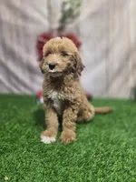 Tonya #9994, a female Miniature Goldendoodle for sale in Fort Wayne, IN – 2 of 2